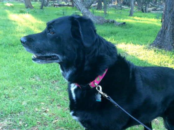 The Remission Mission for Melody - Charitable Giving