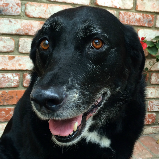 The Remission Mission for Melody - Charitable Giving