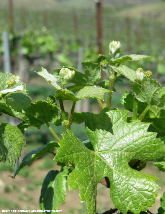 California Highway Discovery Route Travel Sweepstakes