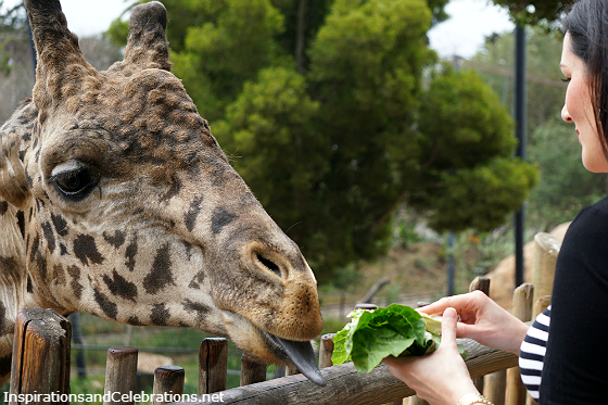 The Fun Family-Friendly Travel Guide to Santa Barbara - Santa Barbara Zoo