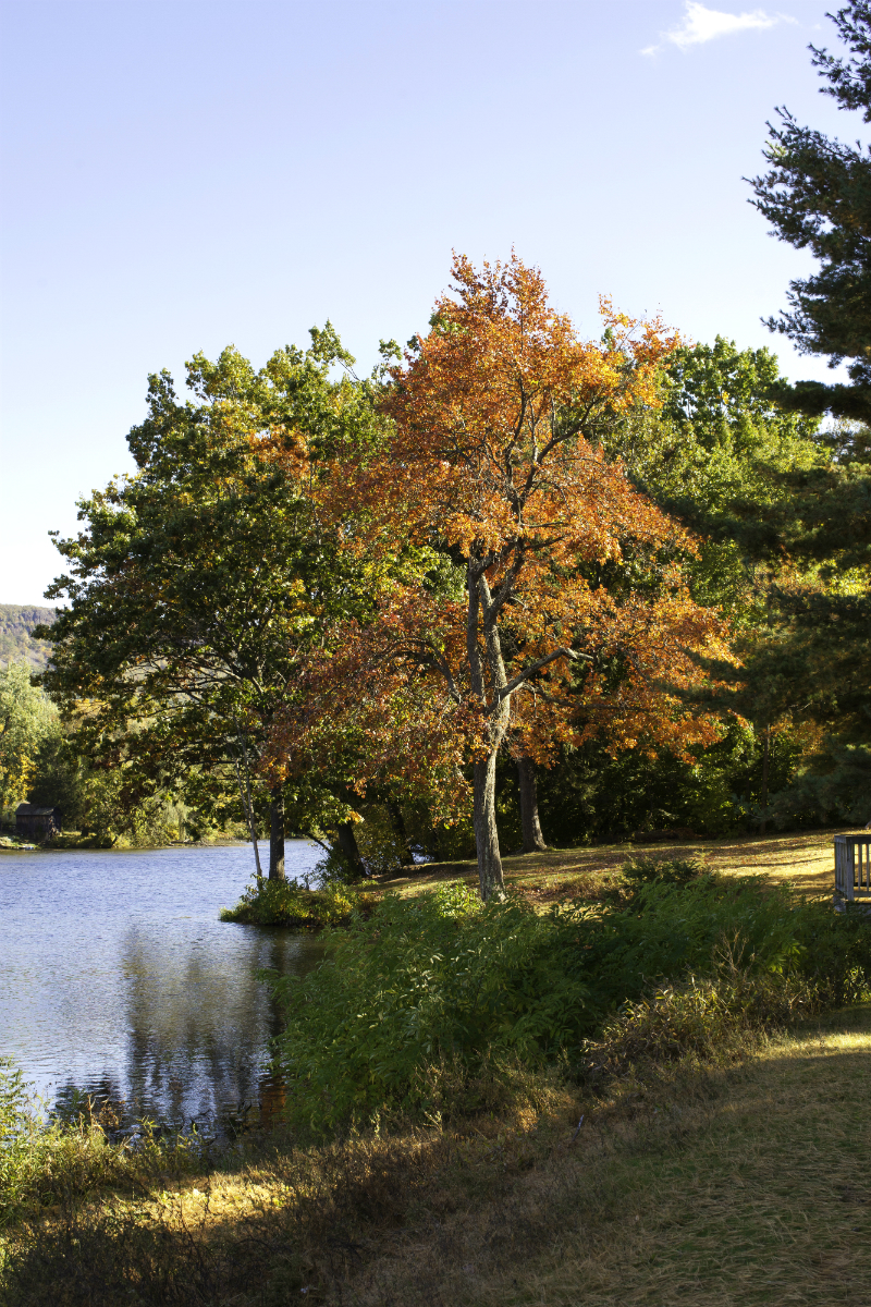 Fall Foliage Trips To Take On The East Coast