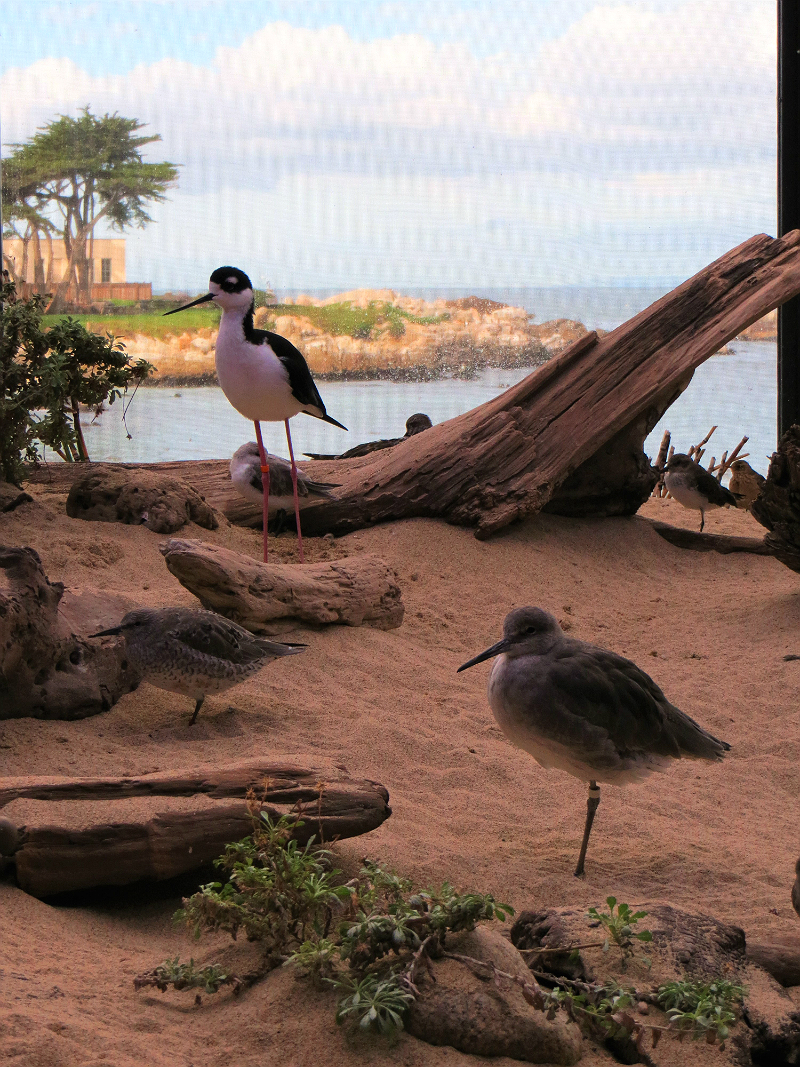  The Deluxe Central Coast Vacation Giveaway - Monterey Bay Aquarium