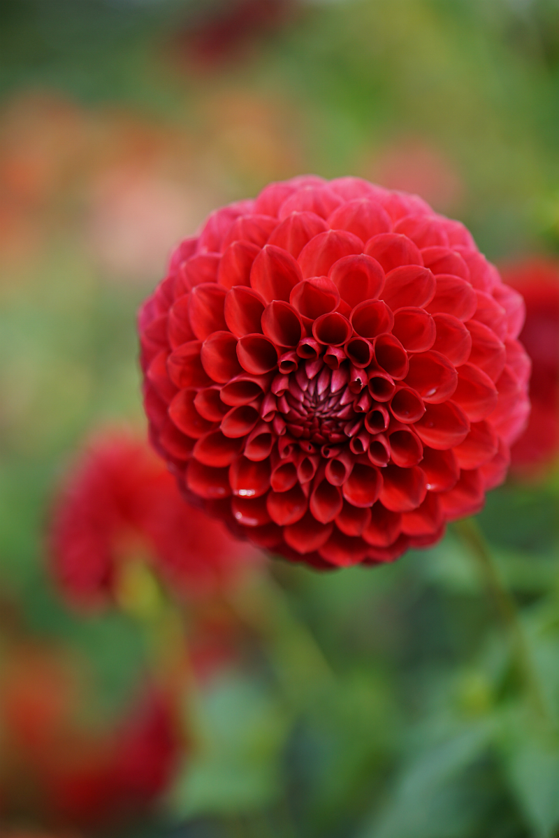 The Luxury Travel Guide to Gothenburg Sweden - Botanical Gardens