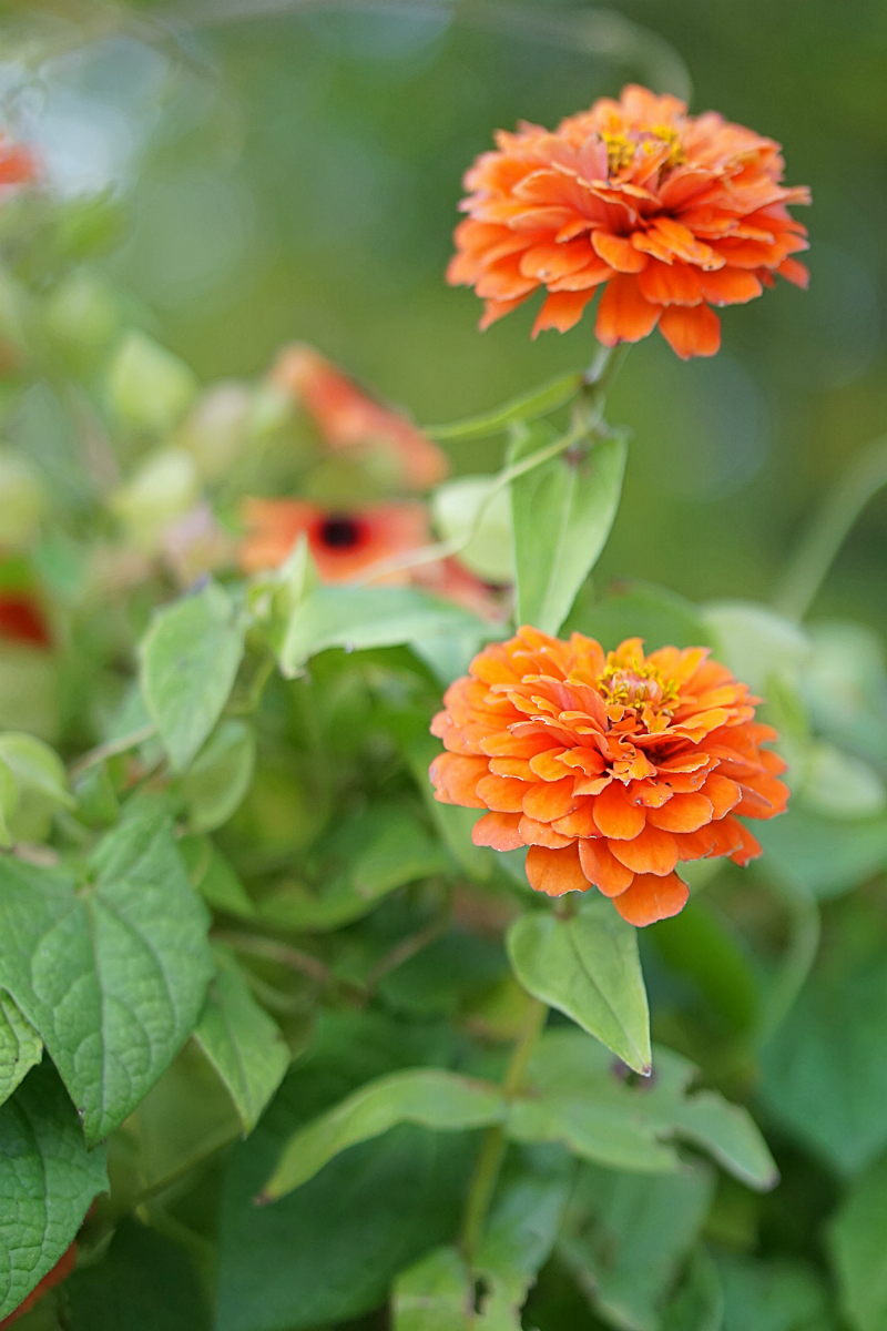 The Luxury Travel Guide to Gothenburg Sweden - Botanical Gardens