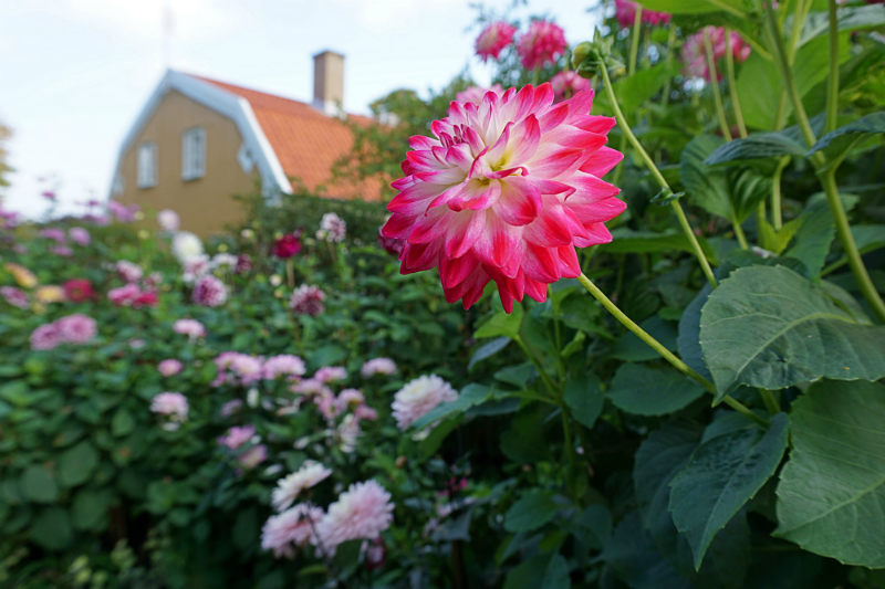 The Luxury Travel Guide to Gothenburg Sweden - Botanical Gardens