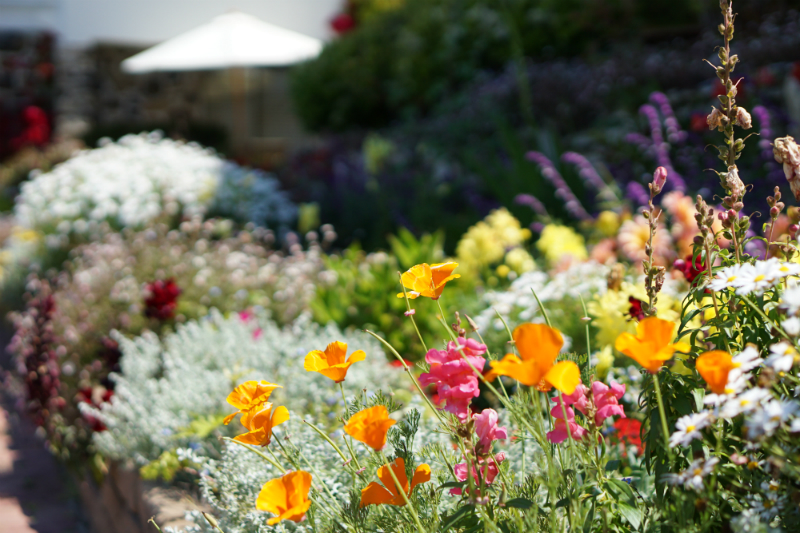 An Enchanting Vacation in Carmel-by-the-Sea - La Playa Carmel