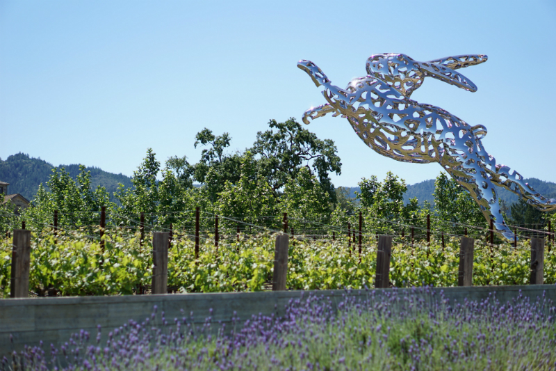 Hall Wines Cabernet Cookoff in St Helena Napa Valley