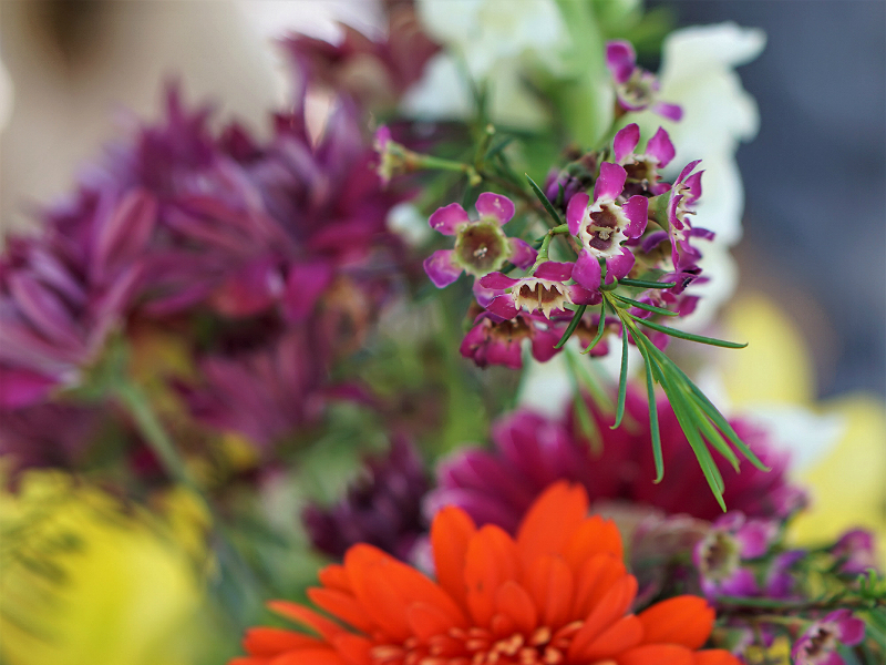 Hall Wines Cabernet Cookoff in St Helena Napa Valley