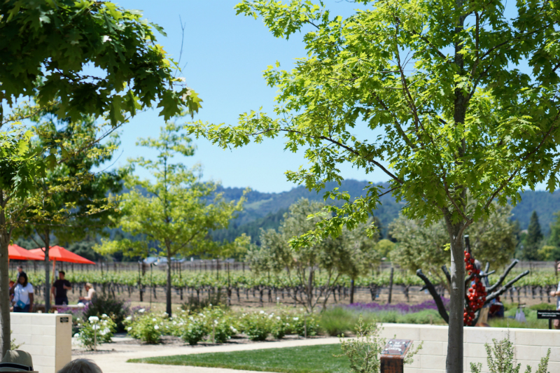 Hall Wines Cabernet Cookoff in St Helena Napa Valley