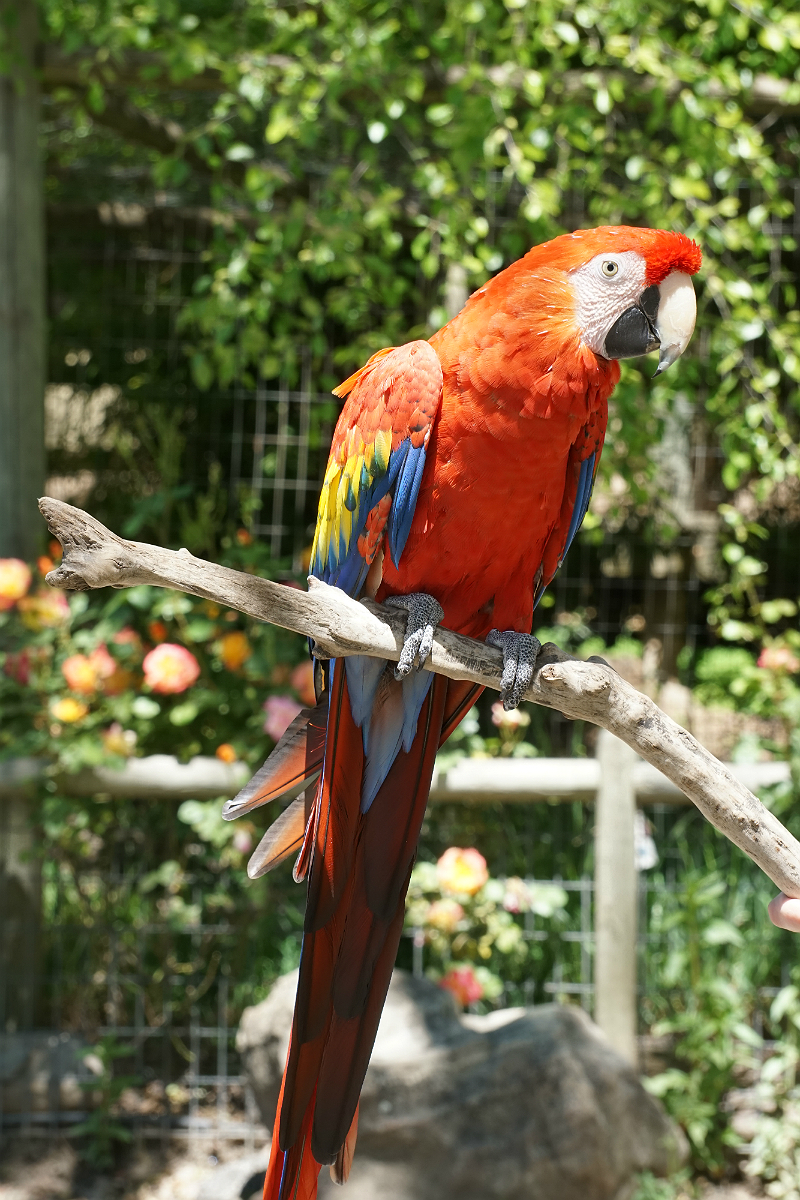 Safari West - An African Adventure in Northern California Wine Country
