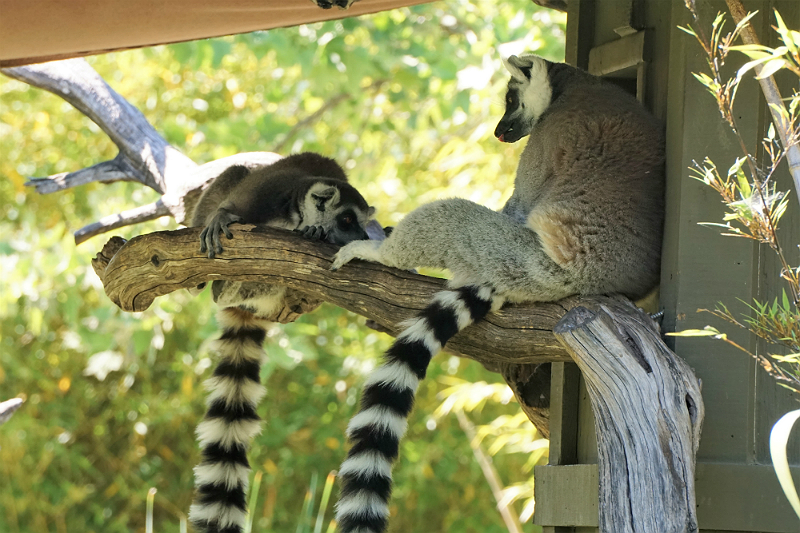 Safari West - An African Adventure in Northern California Wine Country
