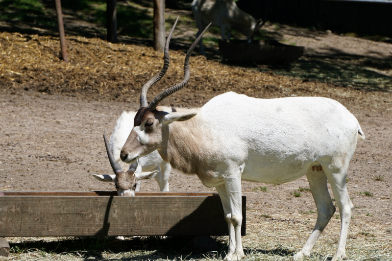Safari West - An African Adventure in Northern California Wine Country