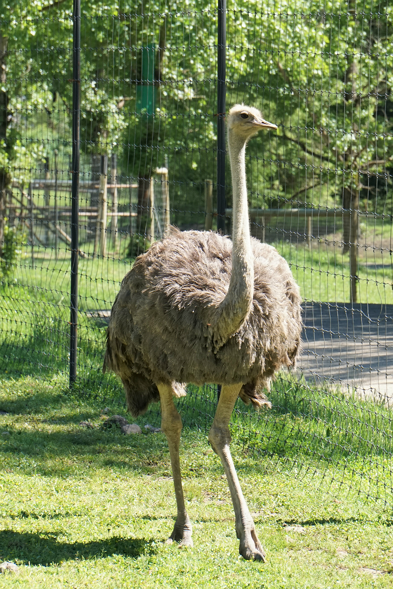 Safari West - An African Adventure in Northern California Wine Country