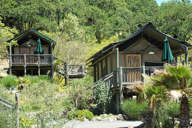 Safari West - An African Adventure in Northern California Wine Country