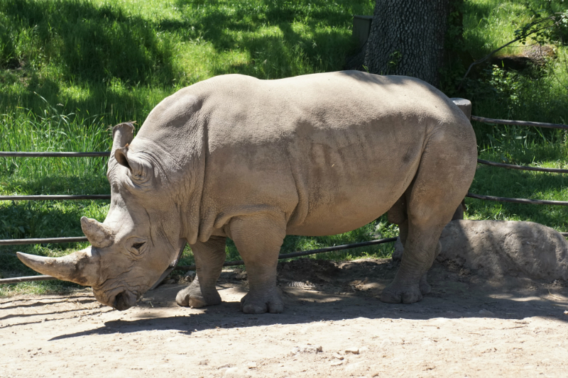 Safari West - An African Adventure in Northern California Wine Country