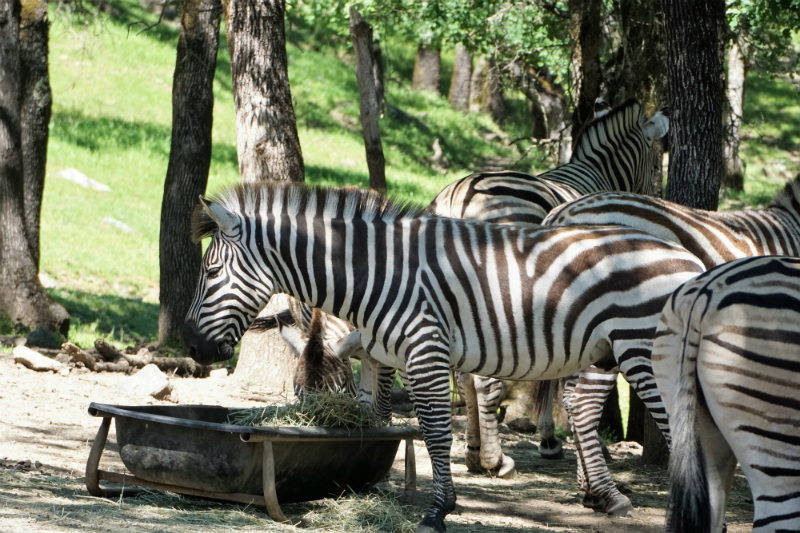 Safari West - An African Adventure in Northern California Wine Country