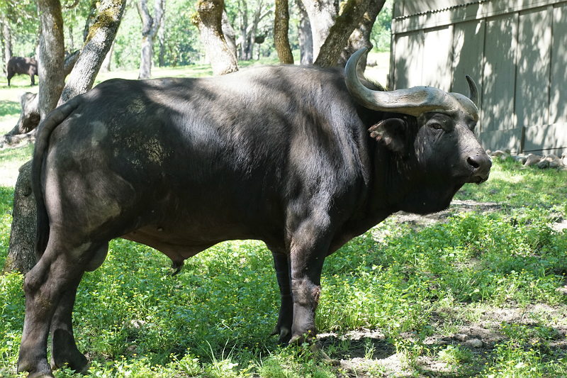 Safari West - An African Adventure in Northern California Wine Country