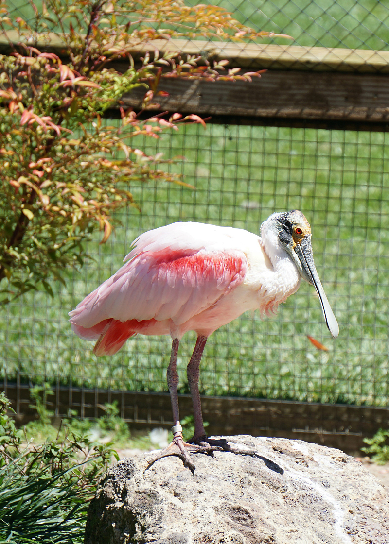 Safari West - An African Adventure in Northern California Wine Country