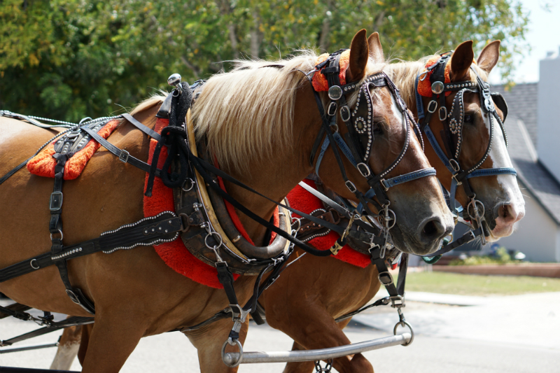 Travel Guide to Solvang California