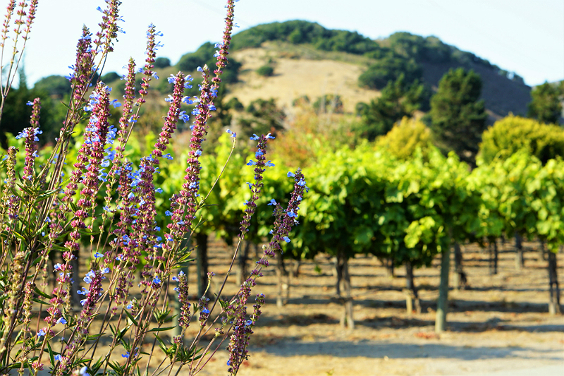 Yoga in the Vines at Folktale Vineyards and Winery