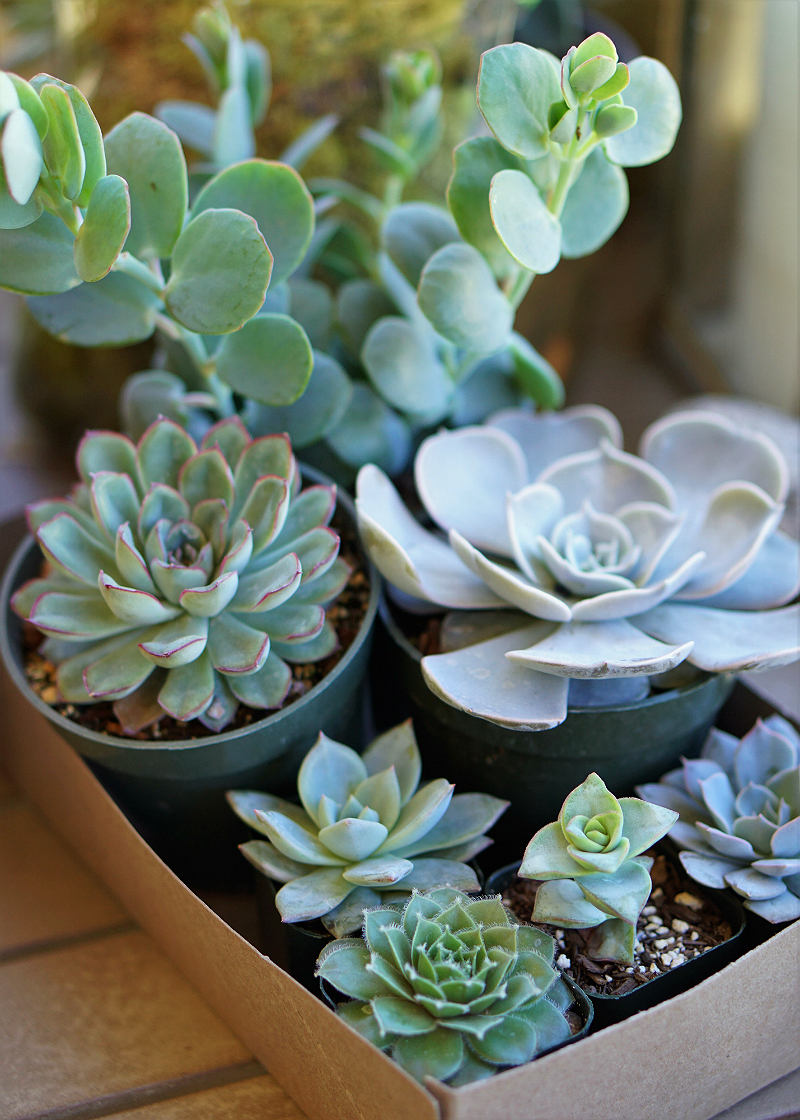 DIY Home Decor Tutorial - How To Make a Pumpkin Succulent Centerpiece