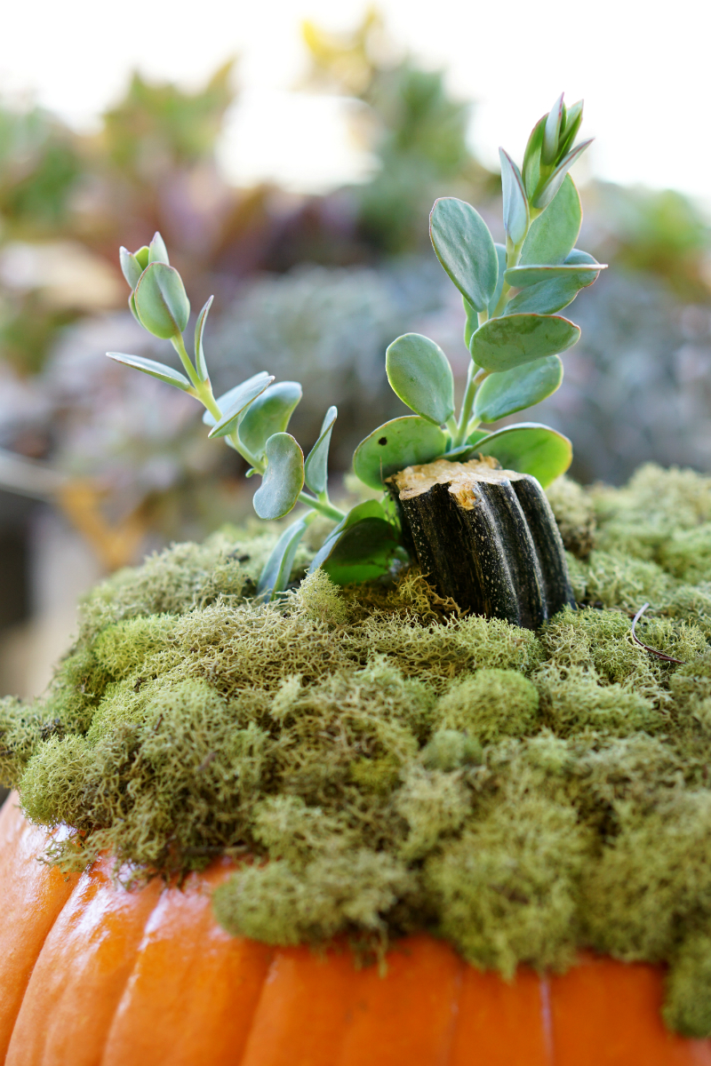 DIY Home Decor Tutorial - How To Make a Pumpkin Succulent Centerpiece