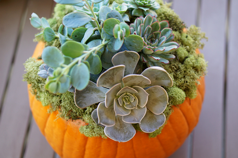 DIY Home Decor Tutorial - How To Make a Pumpkin Succulent Centerpiece