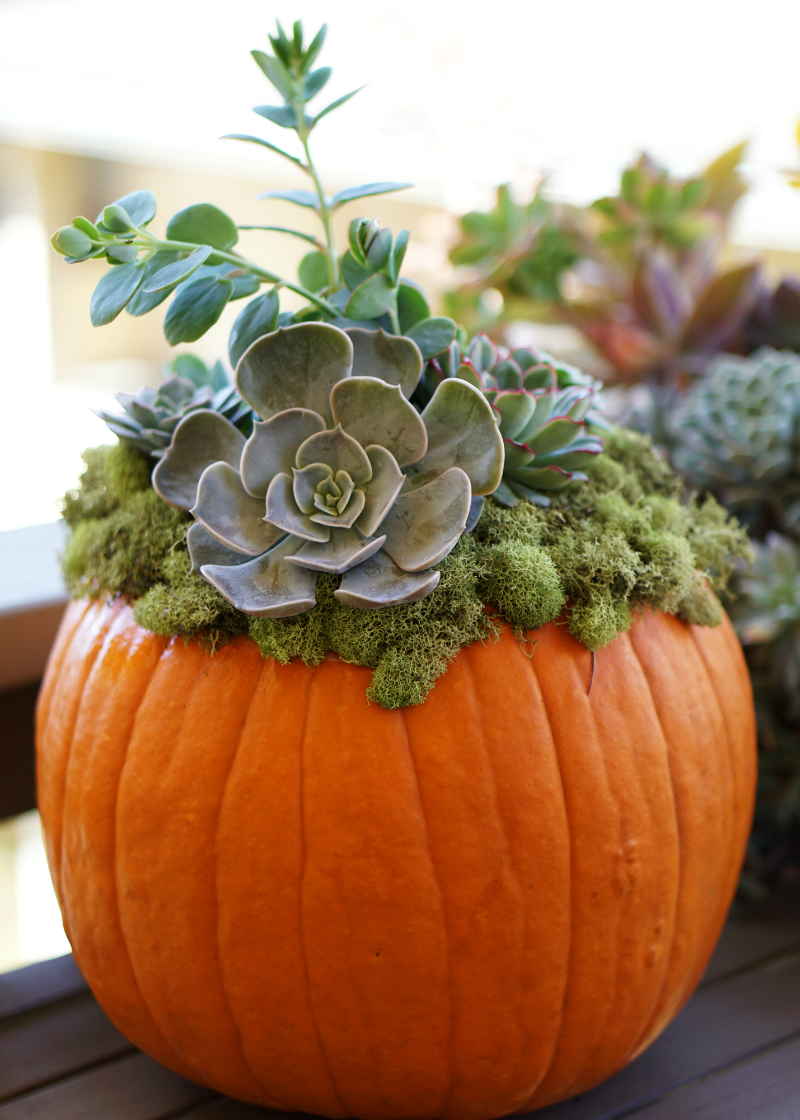 DIY Home Decor Tutorial - How To Make a Pumpkin Succulent Centerpiece