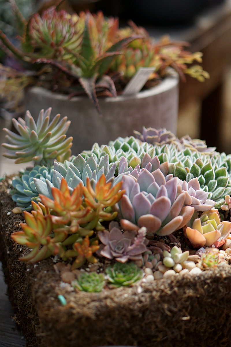 The Green Thumb's Guide to Gardening: How To Care for Succulents at Home