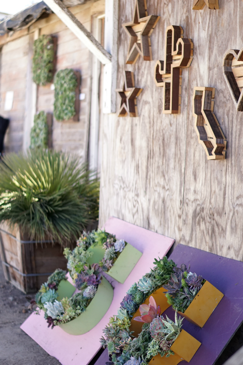 The Green Thumb's Guide to Gardening: How To Care for Succulents at Home