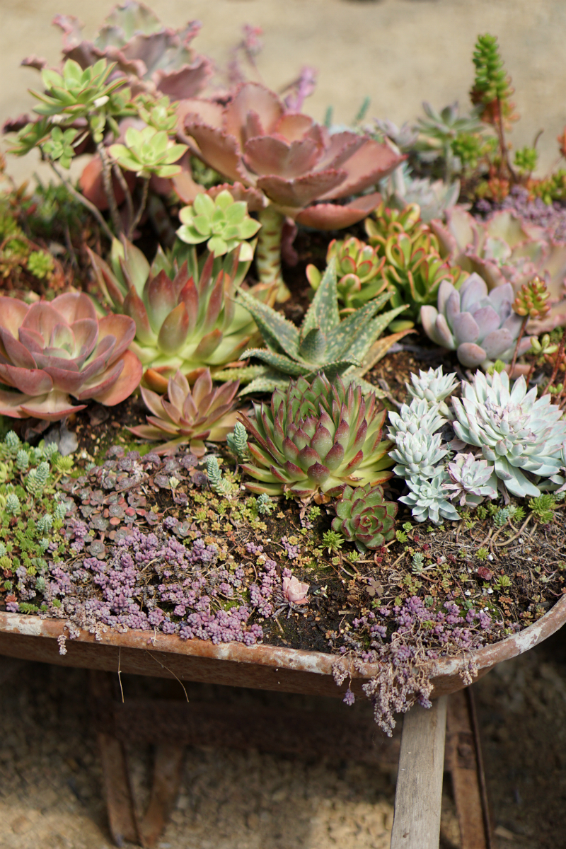 The Green Thumb's Guide to Gardening: How To Care for Succulents at Home