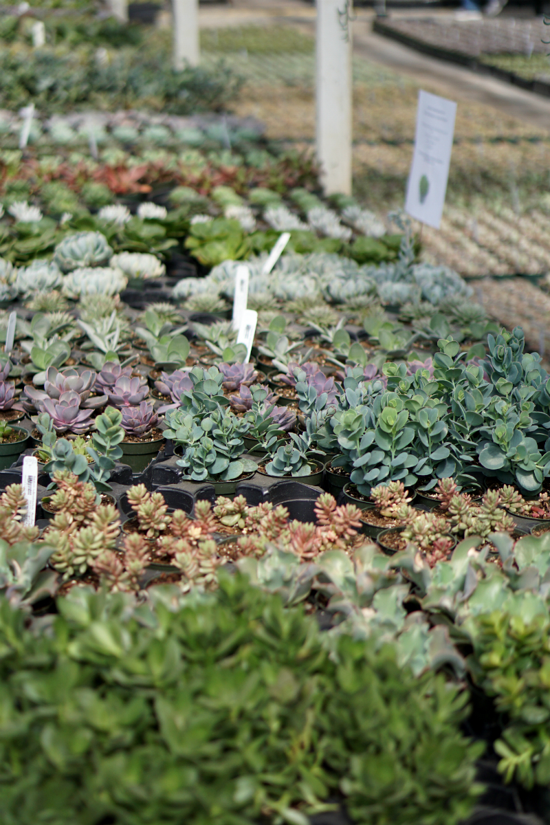 The Green Thumb's Guide to Gardening: How To Care for Succulents at Home
