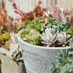The-Greenthumbs-Guide-to-Gardening-How-To-Care-for-Succulents-at-Home-7
