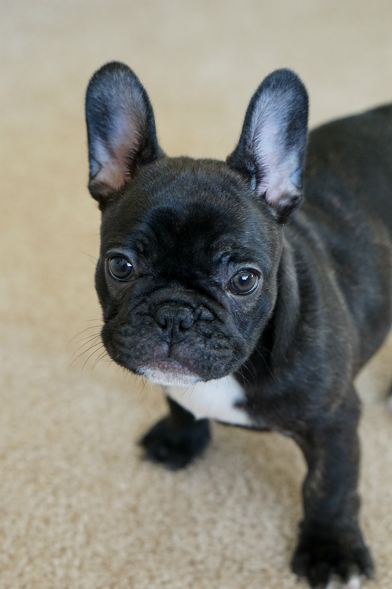 Puppy Love - Tips and Tricks for New Puppy Parents