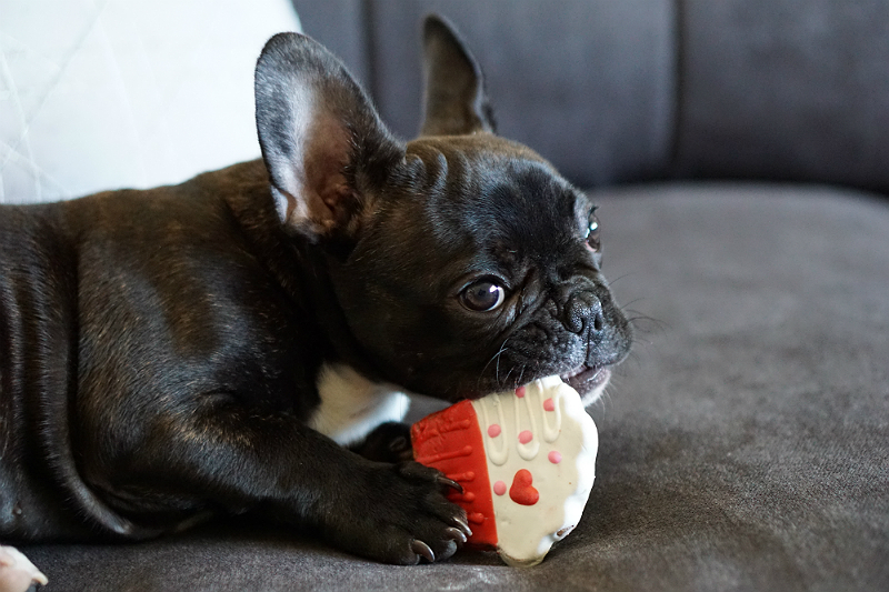 Puppy Love - Tips and Tricks for New Puppy Parents - Training