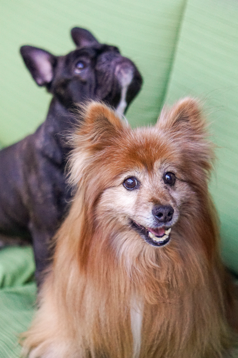 Milo's Kitchen Homestyle Dog Treats That Your Furry Friends Will Love