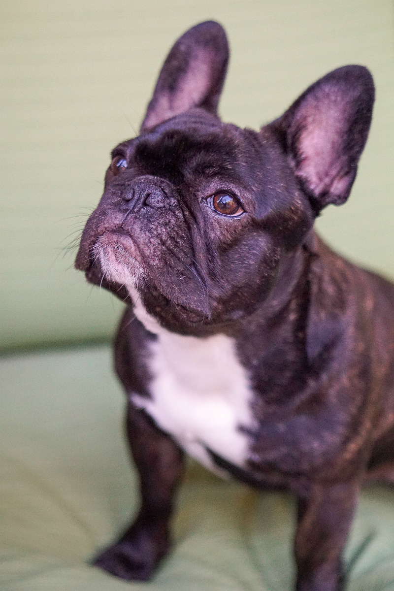 Milo's Kitchen Homestyle Dog Treats That Your Furry Friends Will Love