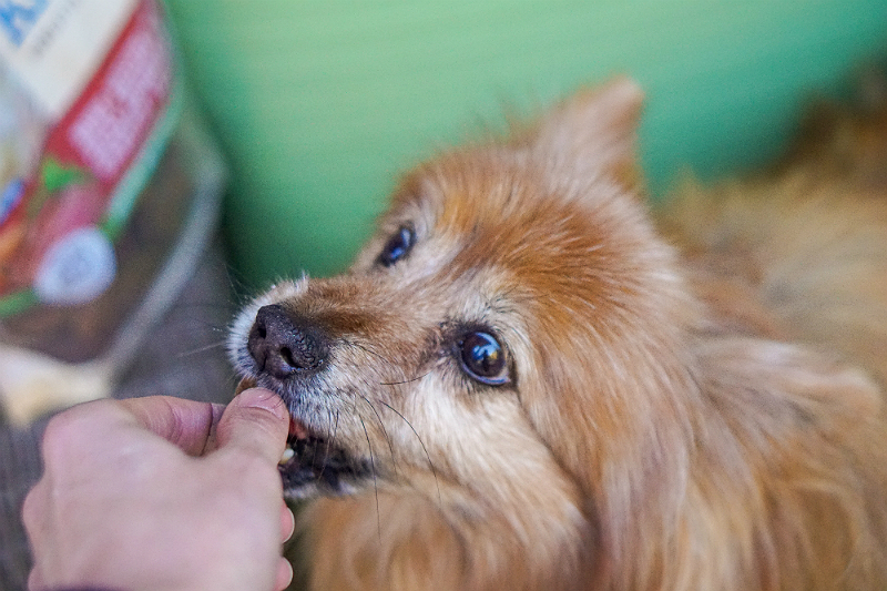 Milo's Kitchen Homestyle Dog Treats That Your Furry Friends Will Love