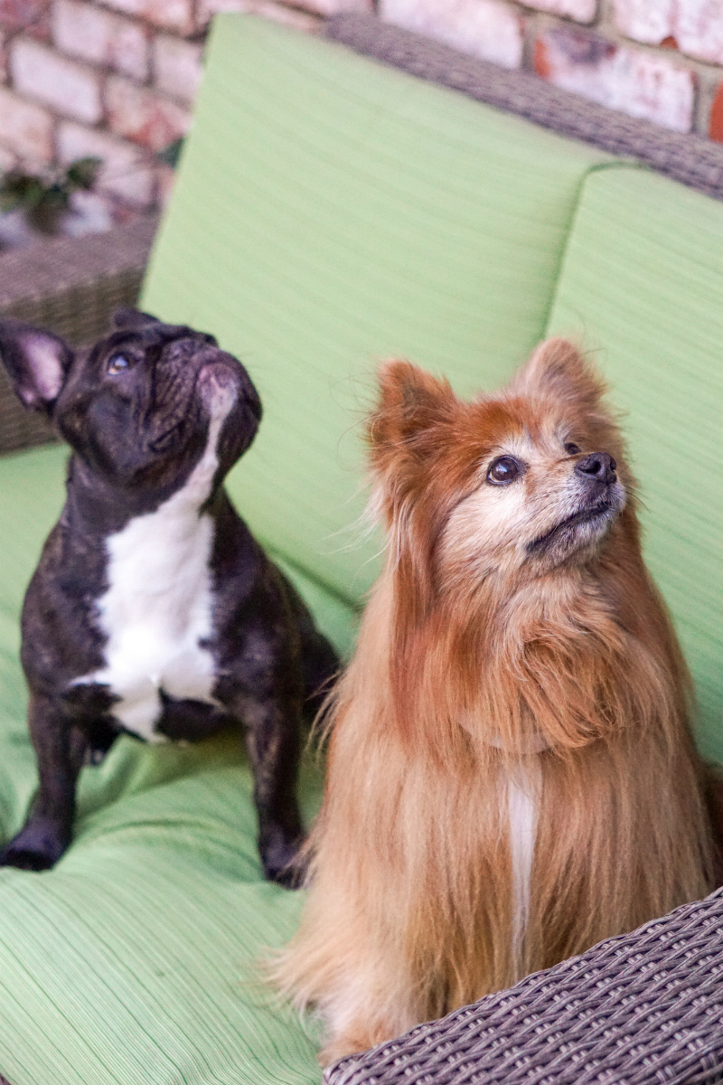 Milo's Kitchen Homestyle Dog Treats That Your Furry Friends Will Love