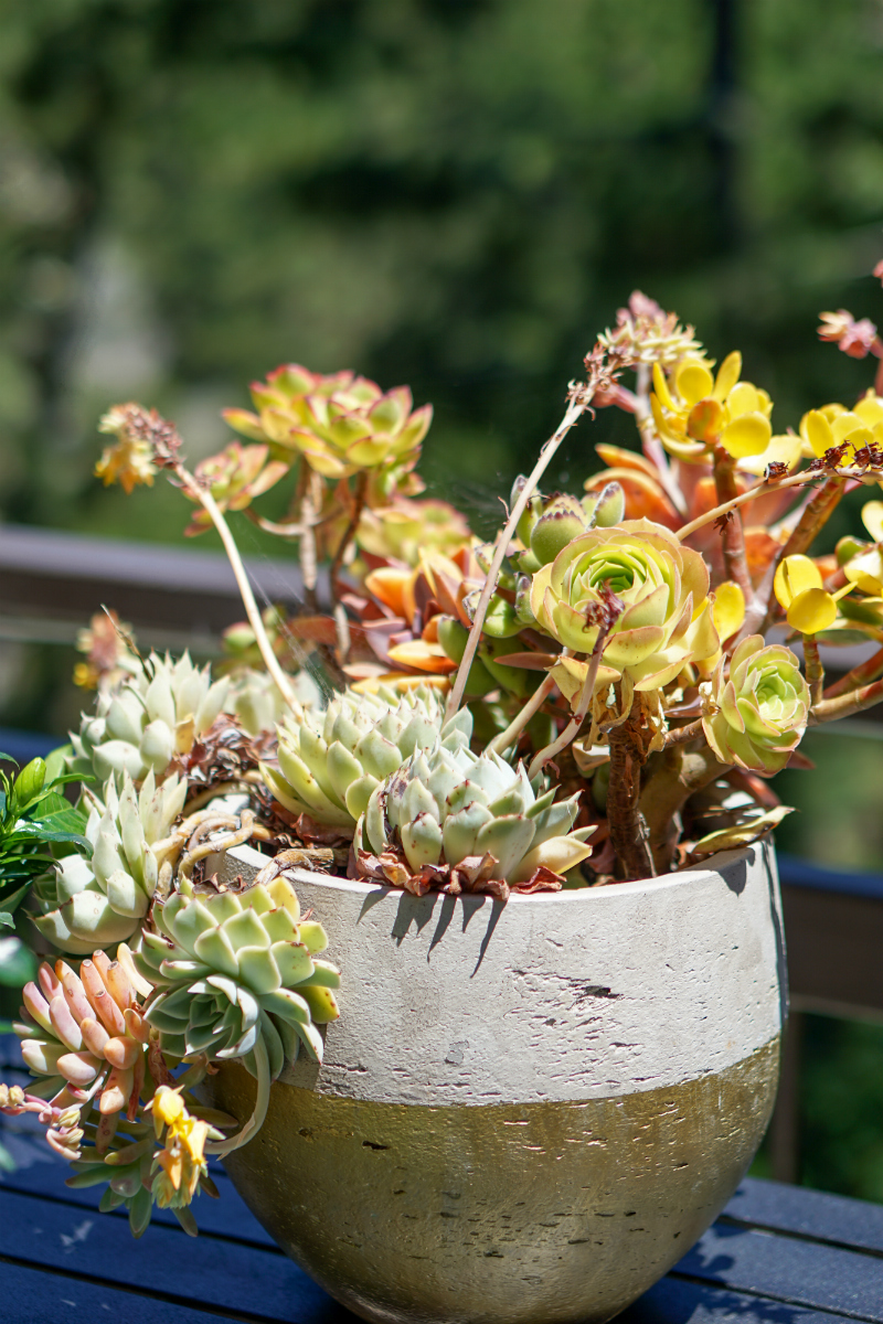 Summer Gardening Guide: How To Quickly & Easily Update Your Patio
