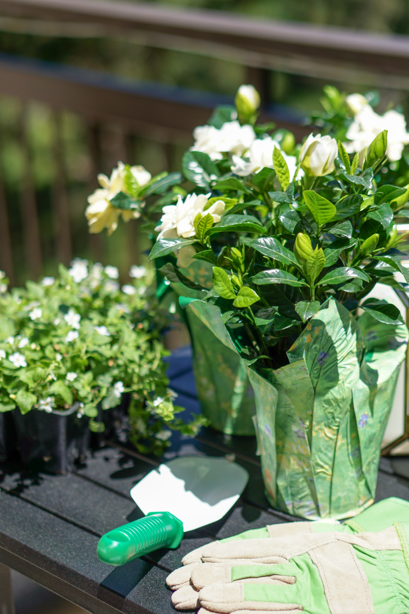 Summer Gardening Guide: How To Quickly & Easily Update Your Patio