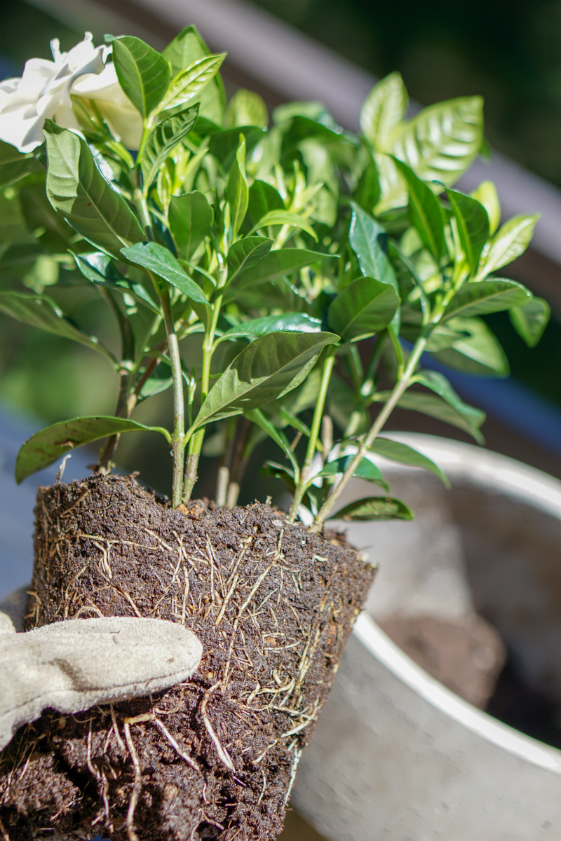 Summer Gardening Guide: How To Quickly & Easily Update Your Patio