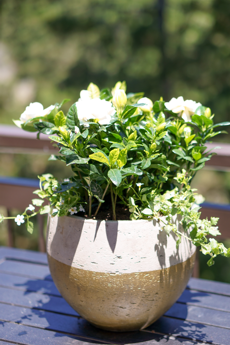 Summer Gardening Guide: How To Quickly & Easily Update Your Patio