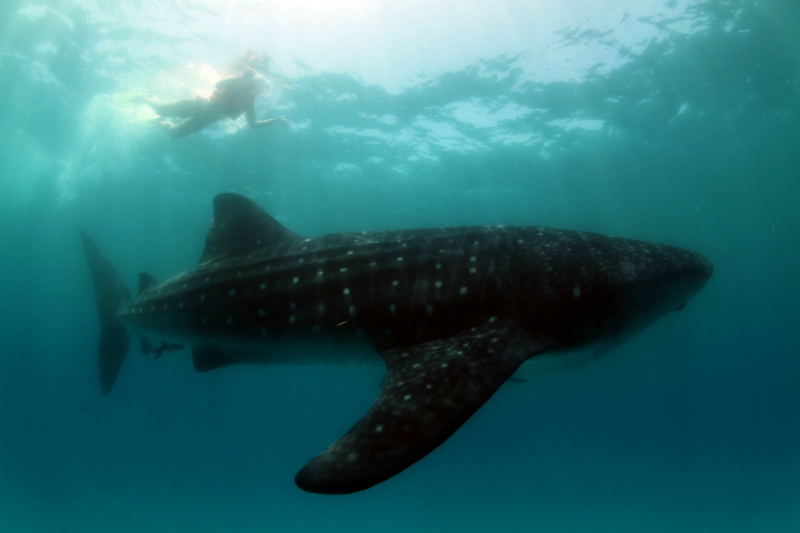 5 Adventure Vacations That Will Help You Overcome Your Greatest Fears