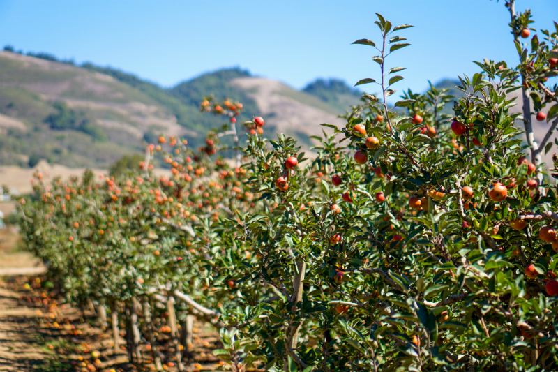 Fall Fashion Guide: What To Wear To Go Apple Picking