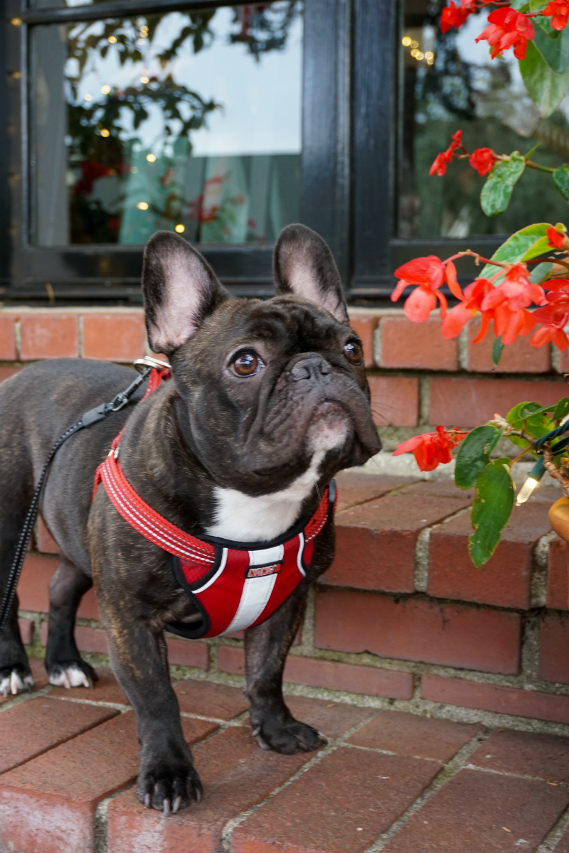Celebrating Christmas in Carmel-by-the-Sea