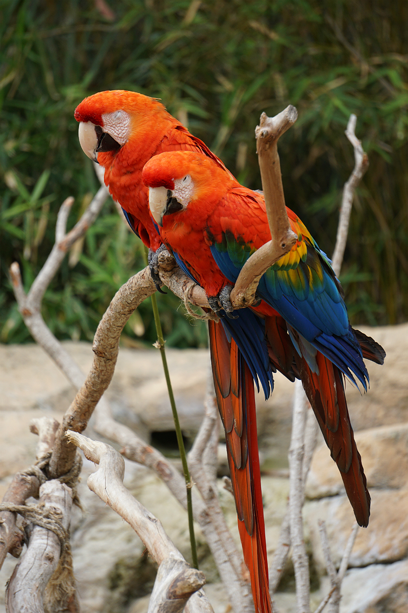 5 Romantic Places in California To Celebrate Valentine's Day - Santa Barbara Zoo