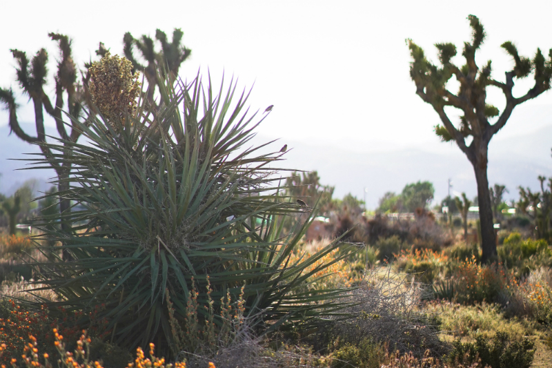 2019 Aether Rally in Pioneertown Joshua Tree