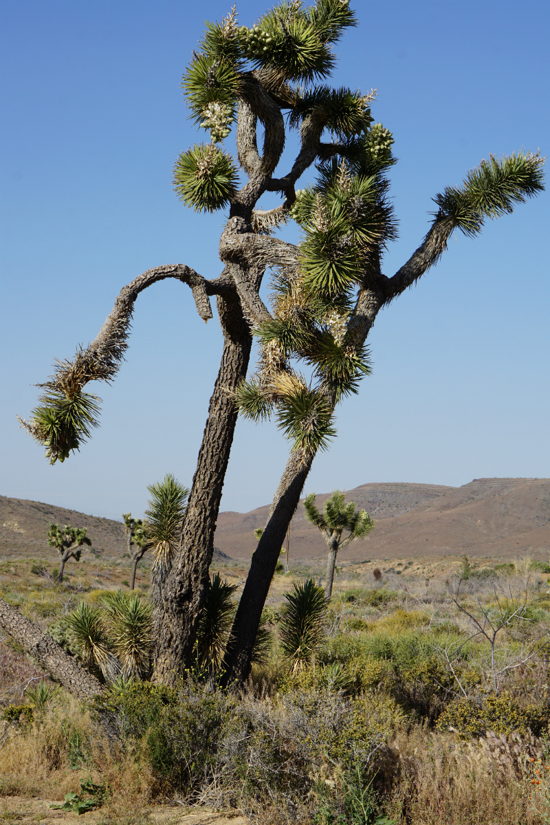 The Glam Girl's Guide to Camping in Pioneertown