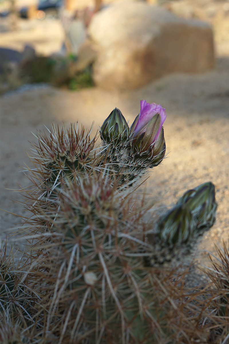 The Glam Girl's Guide to Camping in Pioneertown